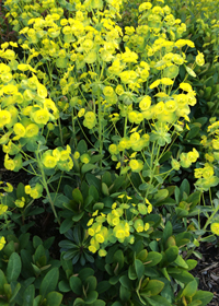 Euphorbia amygdaloides var. robbiae 